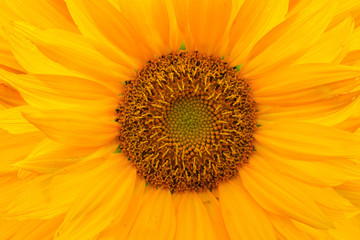 Obraz premium sunflower petals macro photo / abstract background image with blur