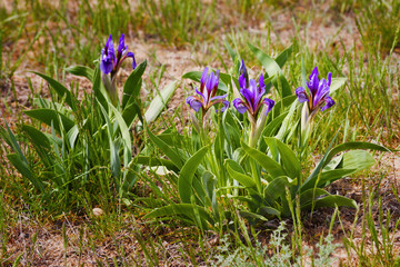 Flowers of Iris scariosa blossoming in steppe in spring. Close-up of wildflower Iris.