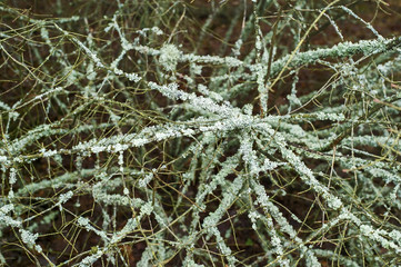 Branches of wood pine covered with lichen Parmelia