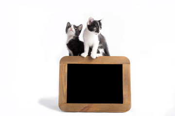 kitten with frame in studio on white background