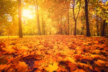 Tuinposter Herfst natuur © alexugalek