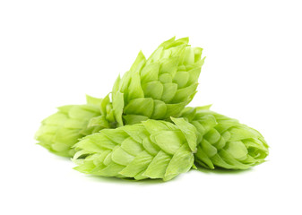 Fresh green hop branch, isolated on a white background. Hop cones for making beer and bread. Close...