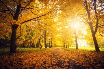 Fototapete Herbst Herbstszene