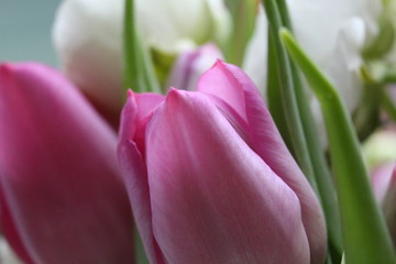 Tulpe