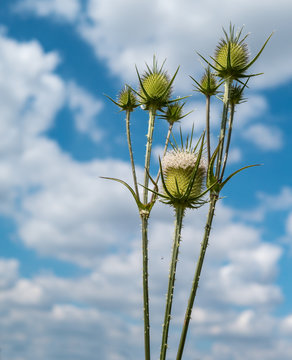 Slit leafy karde - Dipsacus laciniatus - blue sky