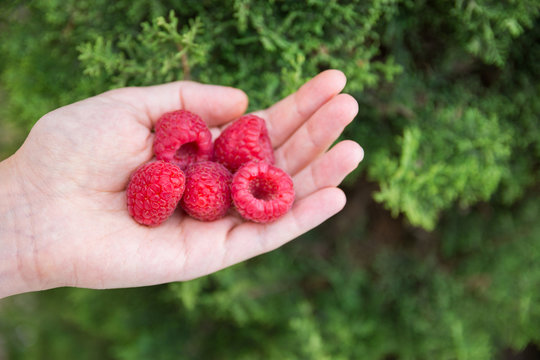 Young Caucasian Woman Girl Holds in Hand Handful of Organic Freshly Picked Raspberries. Green Forest Trees Shrubs in Background. Summer Harvest Healthy Plant Based Diet Vegan Concept. Poster