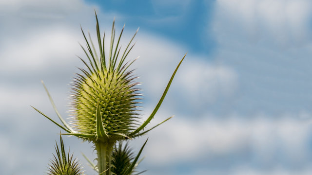 Slit leafy karde - Dipsacus laciniatus - blue sky