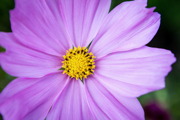Pink Daisy