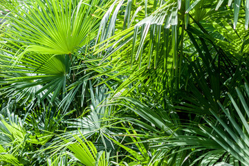 closeup palm tree leaf