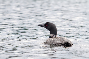 Loon 3
