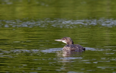 Baby Loon 5