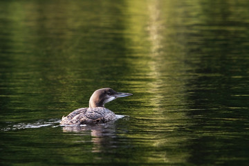 Baby Loon 3