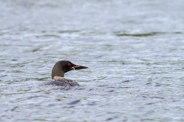 Loon 8