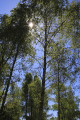 Fototapeta premium großer Baum mit frischem Laub im Frühjahr, die Sonne scheint durch die Blätter