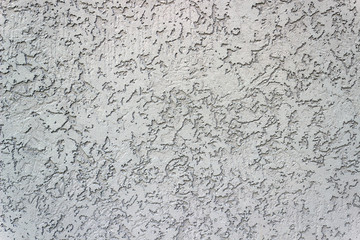 concrete wall, bark beetle