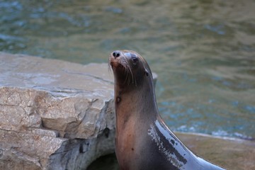 Naklejka premium Seehund