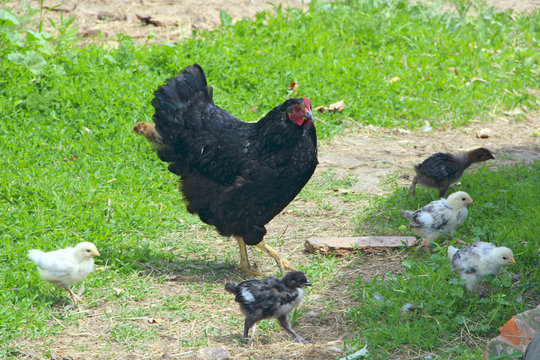 Small chickens eating in poultry near mother hen. Domestic birds