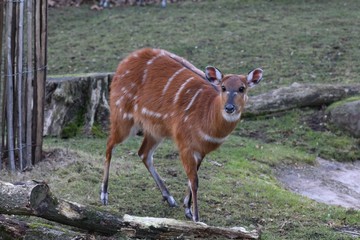 Wild lebende Tiere