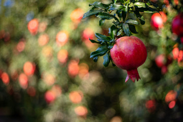 A single stand-out pomegranate fruit in soft sunset light, with others blurred on the background and space for text