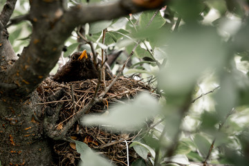 Bird in a nest on a tree. A bird of the species blackbird in a natural environment guarding young birds in the nest.