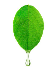 A drop of water drips from a leaf close-up, isolated on white background
