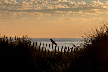 Fototapeta na wymiar A bird perched on a fence at sunset, with the sea behind