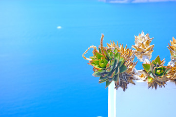 Plant with ocean view. Santorini-Greece