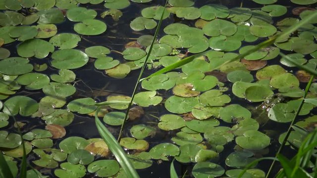 Hydrocharis morsus-ranae, frogbit, is a flowering plant. Beautiful scenery of wildlife on Lake Kugurluy, Ukraine.