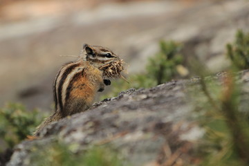 Chipmunk gathering grass