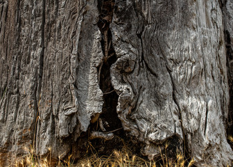 Sequoia sempervirens wood texture and background