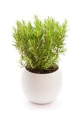 rosemary  plant in the flower pot isolated on white background