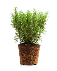 rosemary  plant with roots isolated on white background