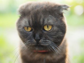 Portrait of black cat