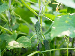 Cucumbers in the garden