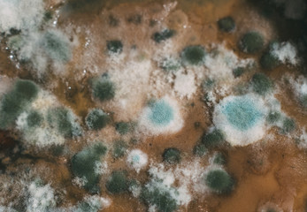 Rot in dishes