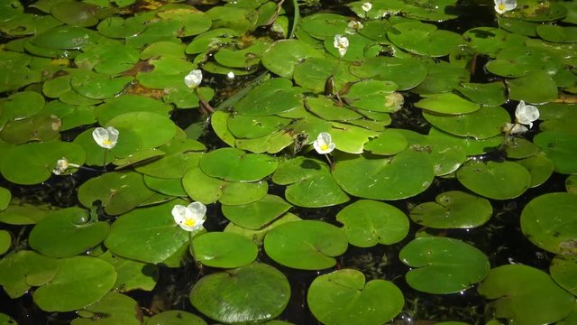 Hydrocharis morsus-ranae, frogbit, is a flowering plant. Beautiful scenery of wildlife on Lake Kugurluy, Ukraine.
