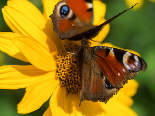 Beautiful butterfly on a flower in summer in the garden