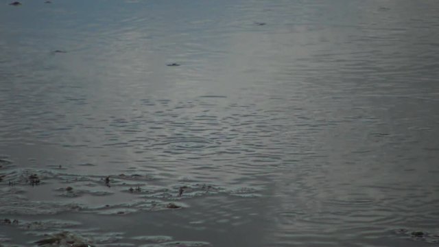 Small fishes play in the water of the lake, circles diverge along the water in Lake Kugurluy, Ukraine