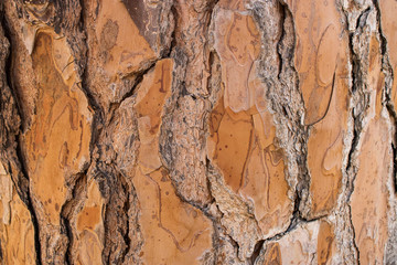 Natural wooden tree texture background.