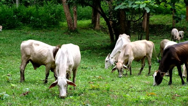 Cow eating in the field