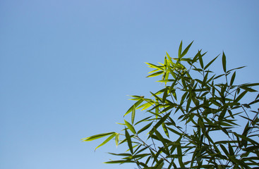A blue sky with a green plant in a summer day.