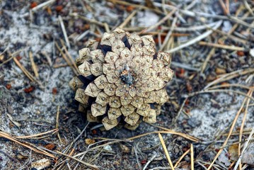 dry gray cone on the ground and needles