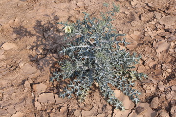 Distel wächst in ausgetrocknetem Flussbett