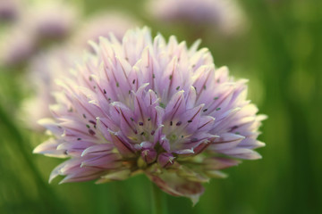 Obraz premium Beautiful decorative bow. Close-up. Background. Landscape.