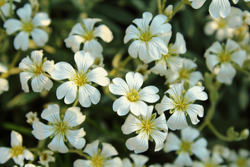 Shaking creeping. Felted felt. White small flowers. Close-up. Background.