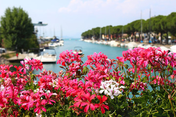 Blooming geranium flowers, harbor with sailboats in Peschiera del Garda. Modern blurred background, turquoise water. Summer vacation concept. Italian lake Lago di Garda, Veneto region, Italy, Europe.
