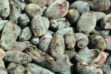 Berries are honeysuckle. Close-up. Background. Texture.