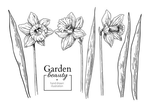 Daffodil flower and leaves drawing. Vector hand drawn engraved f