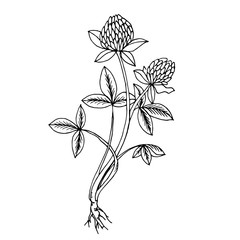 Doodle clover medicinal plant black outline 