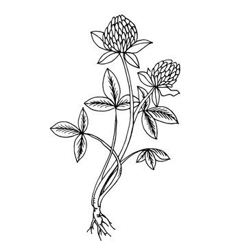 Doodle clover medicinal plant black outline 